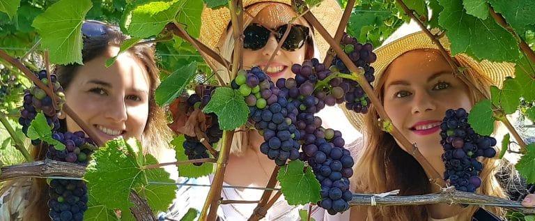 wine tours from nelson nz